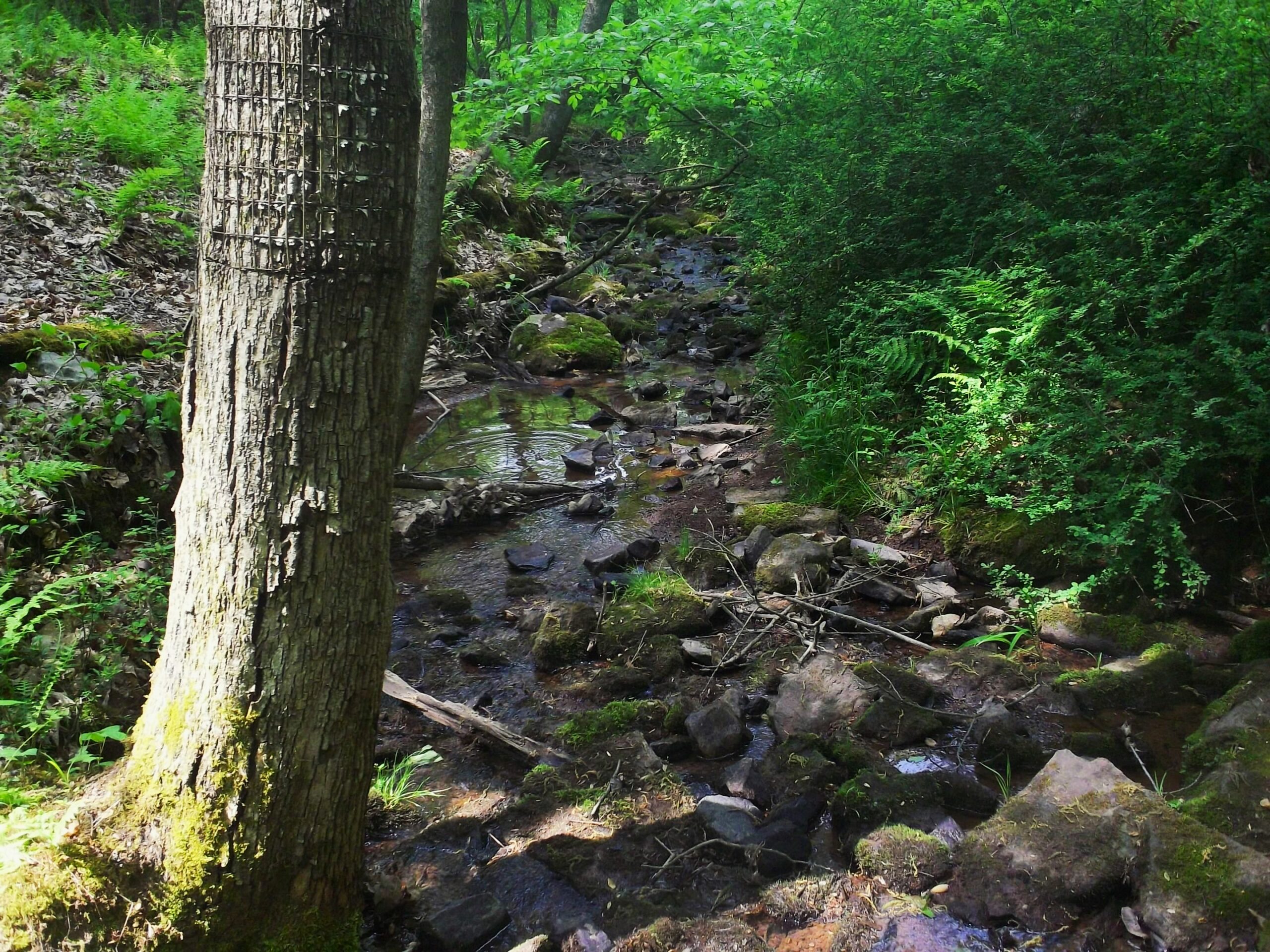 Berks Nature Protects 131 Acres in Schuylkill County, Supporting Regional Climate Resiliency